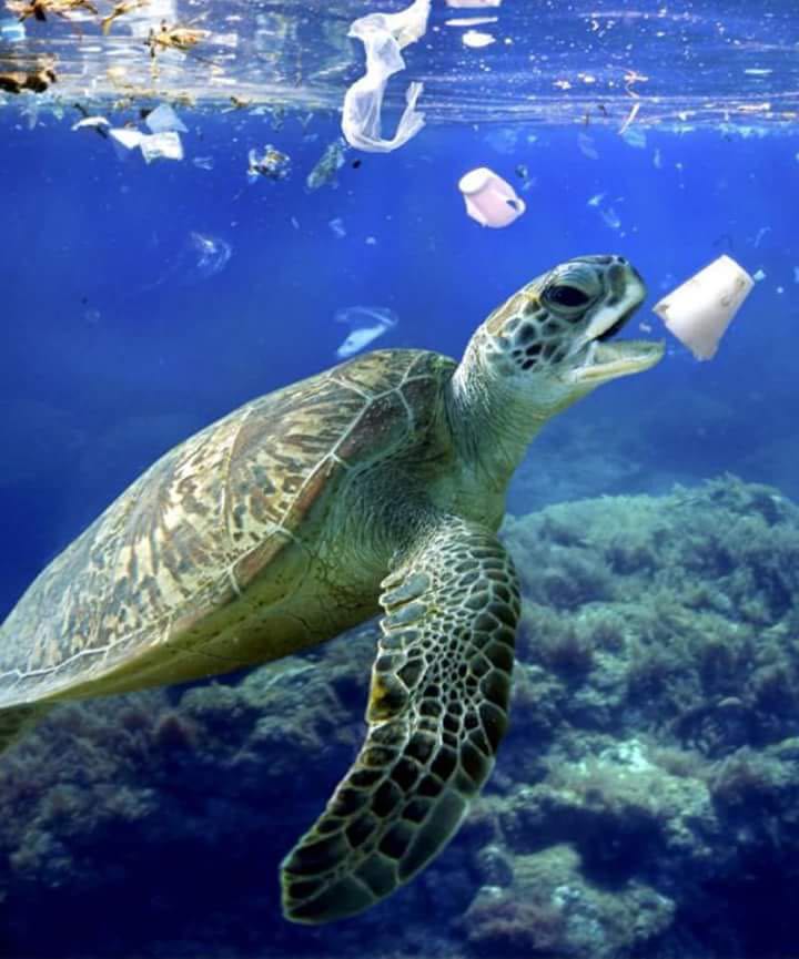 Tortuga rodeada de plásticos
